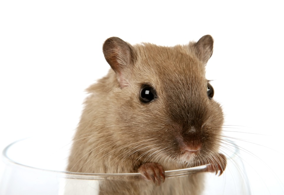 Como manusear corretamente seu hamster e identificar possíveis doenças