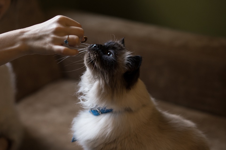 Petiscos para gatos: saiba quando oferecer essas delícias para o seu animal