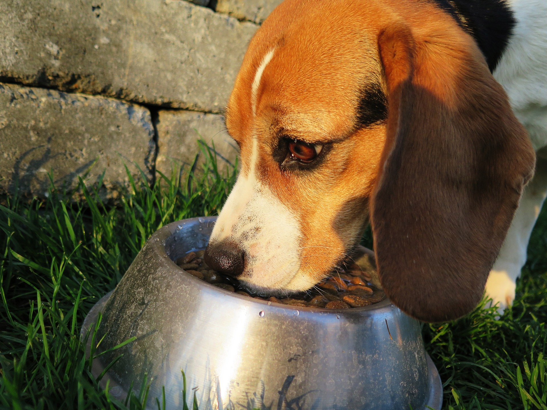 Saiba a hora de oferecer a ração comum, alimento úmido e petiscos para seu cão