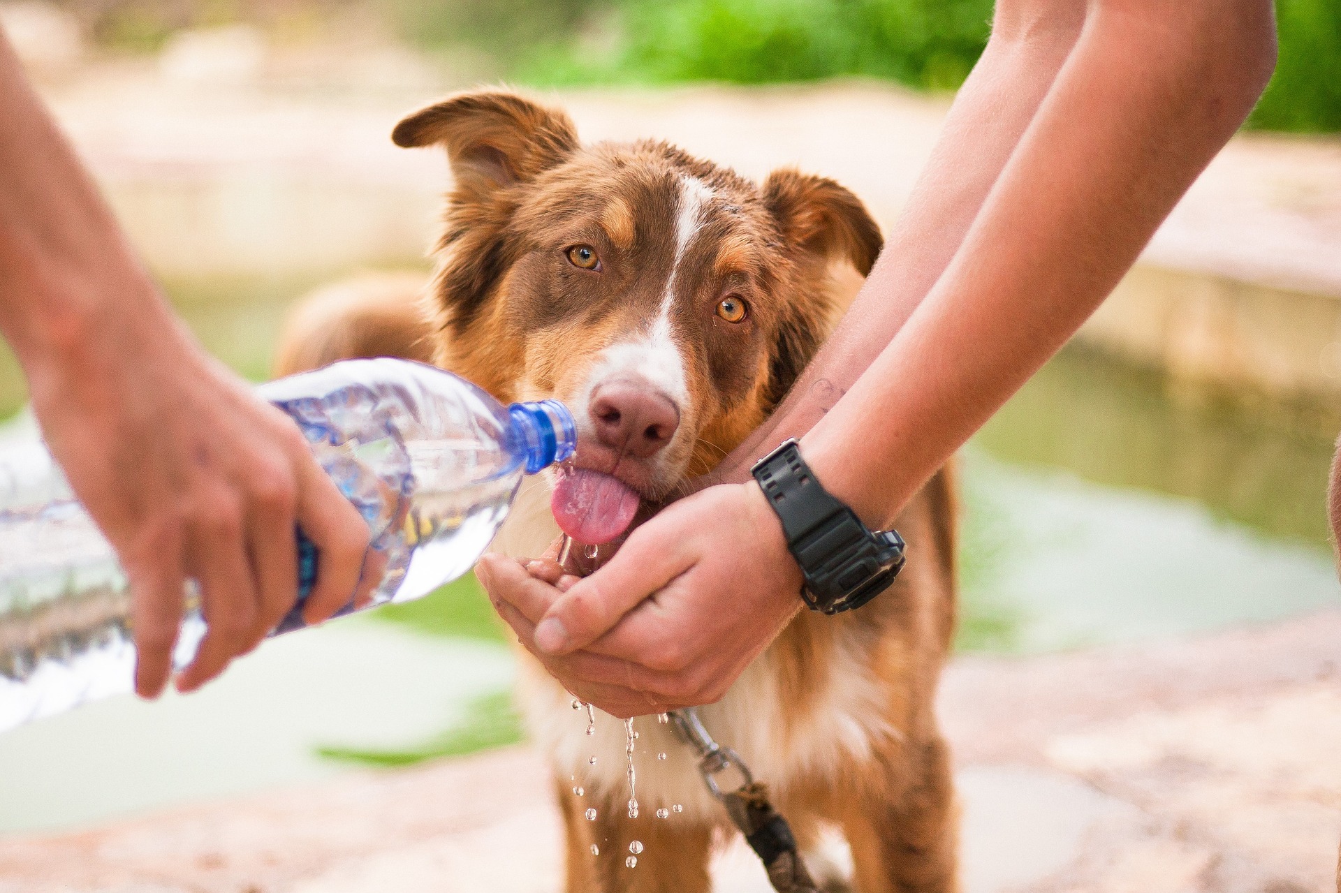 No calor – ou não – deixe sempre água fresca disponível