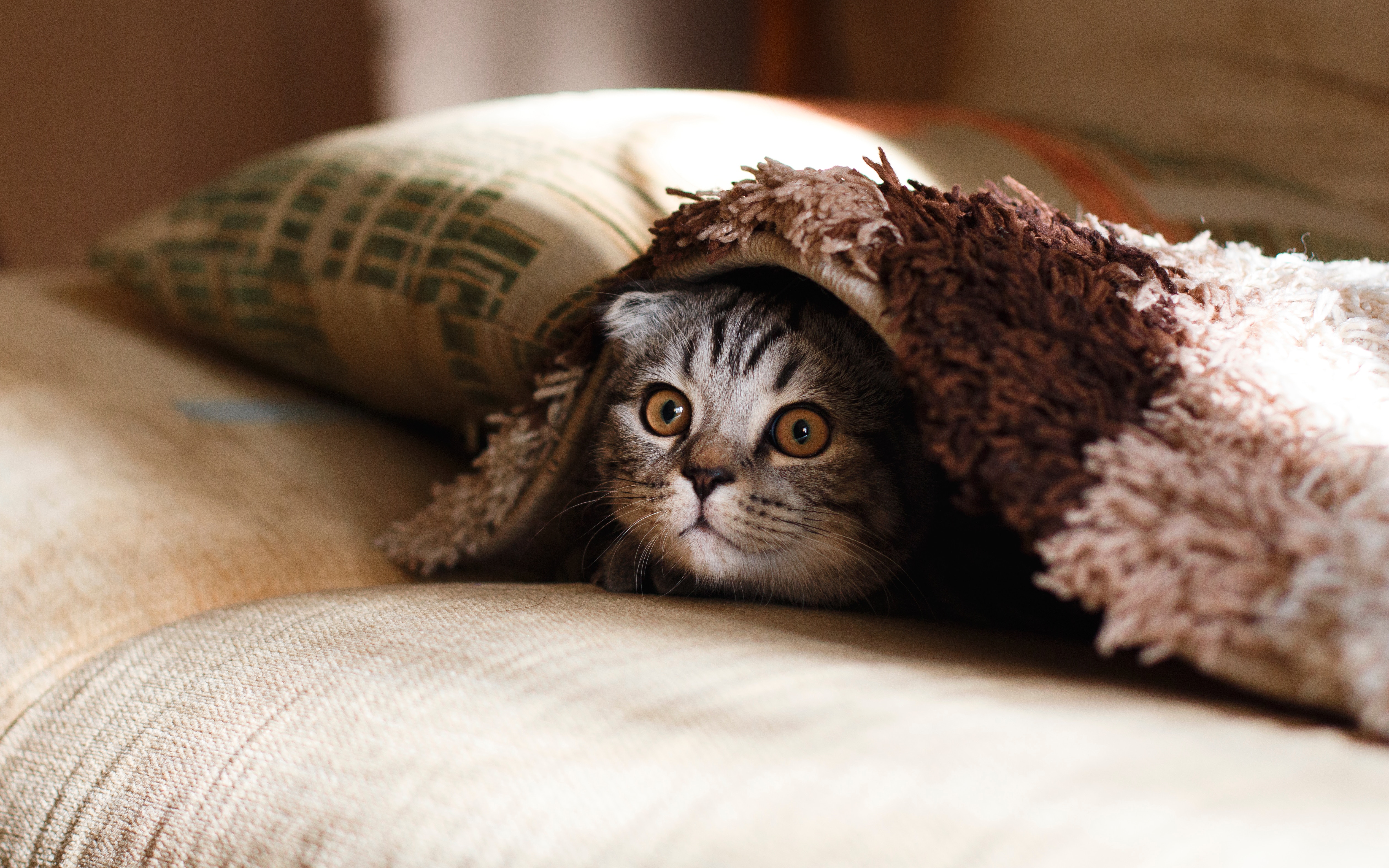 Gatos se estressam com muito barulho?