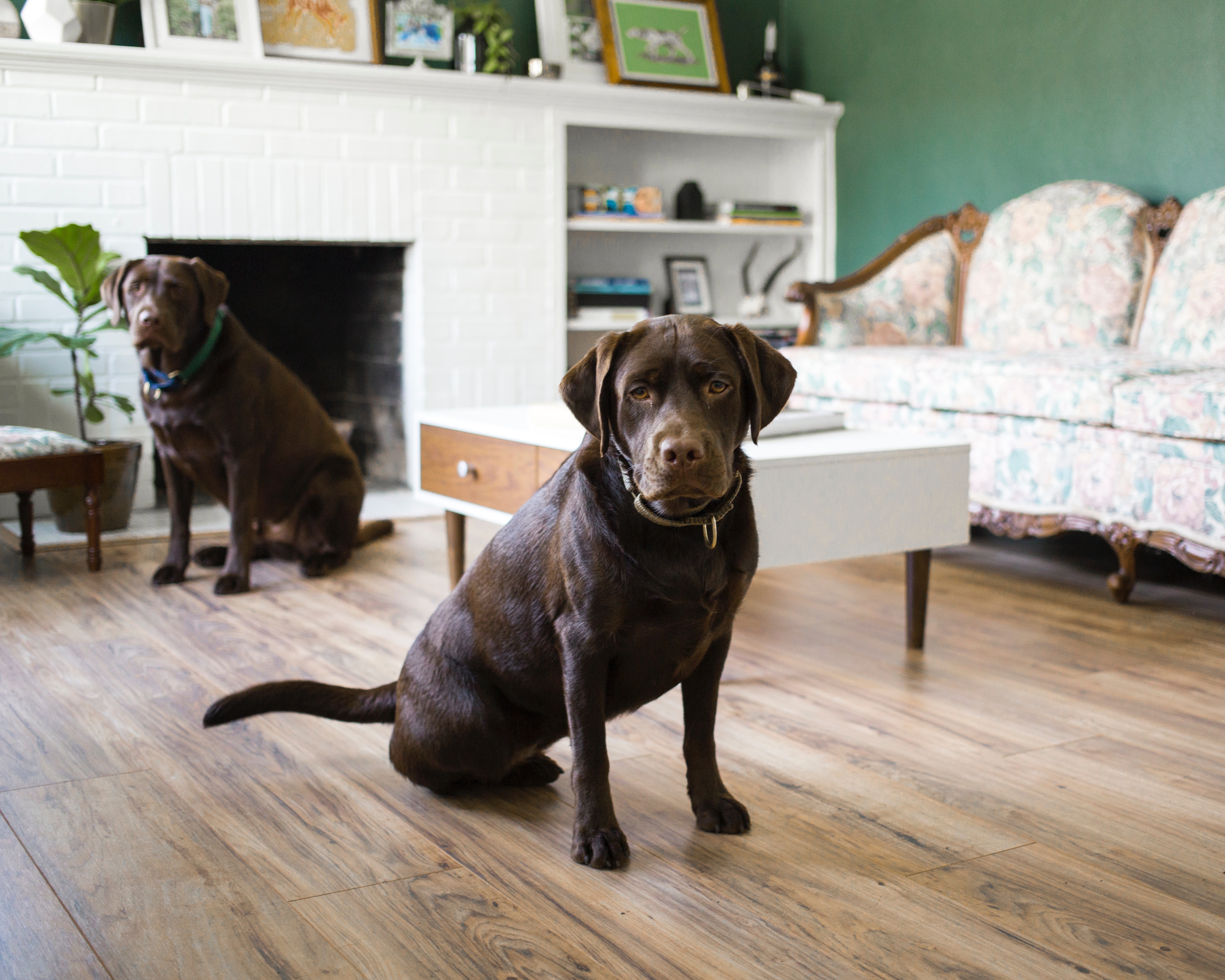 Como enriquecer seu apartamento e torná-lo mais interessante para cães: acessórios e decoração