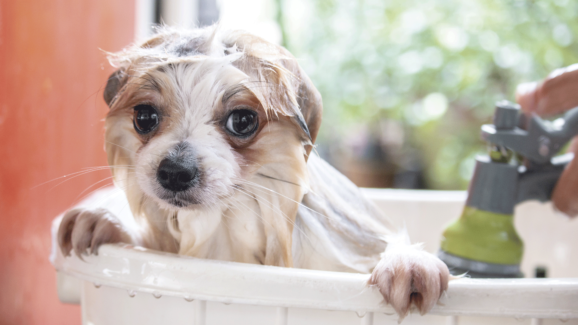 Banho demais pode prejudicar a saúde de seu cachorro