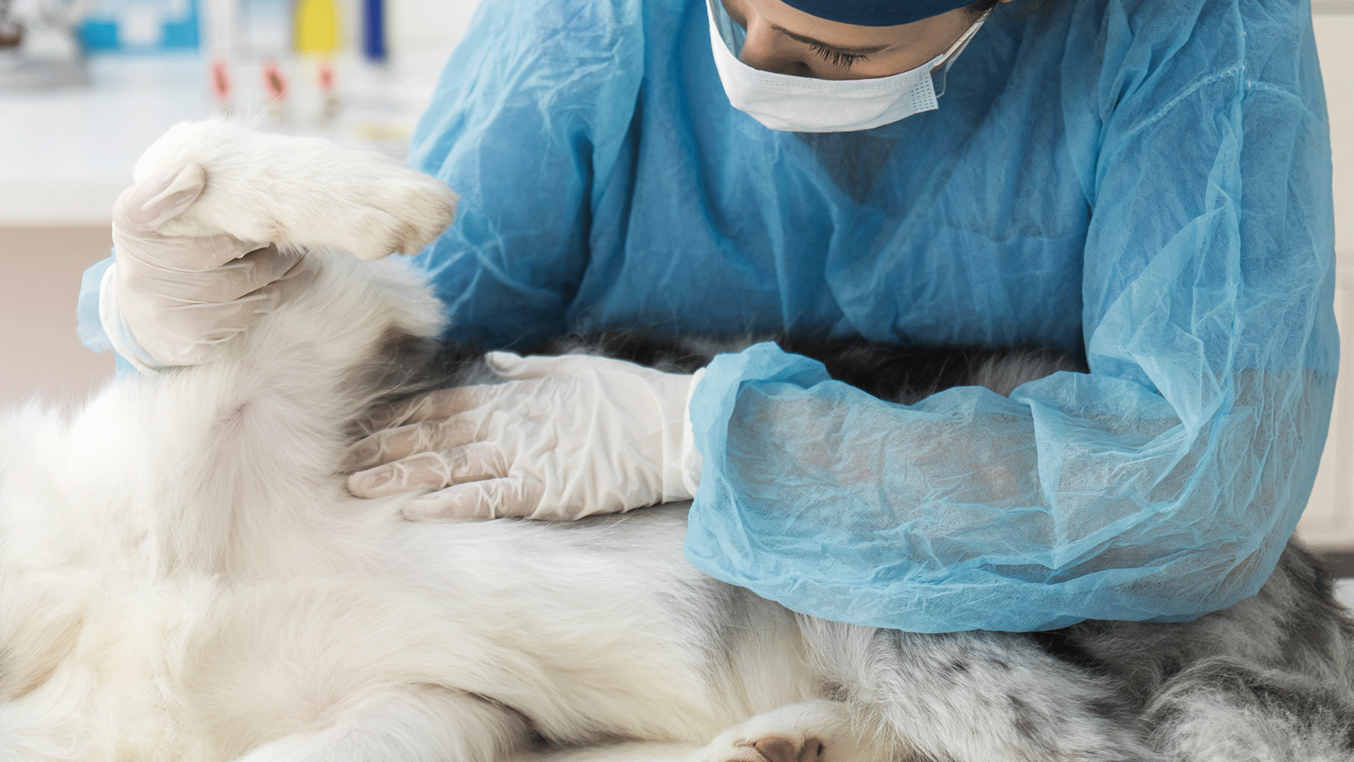 Câncer de mama nos pets pode ser identificado em exame de apalpação