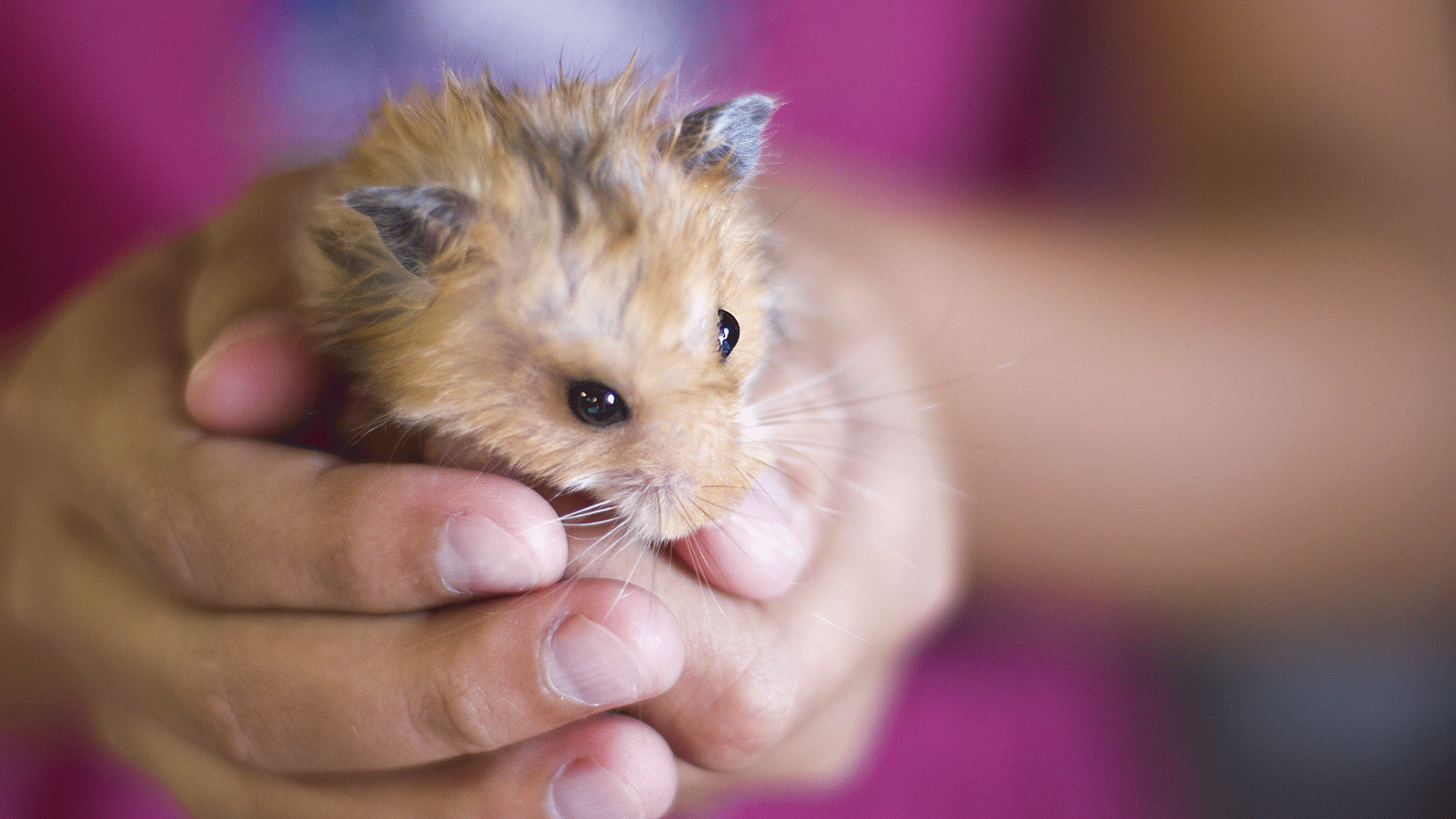 Tudo o que você precisar saber para cuidar de um hamster