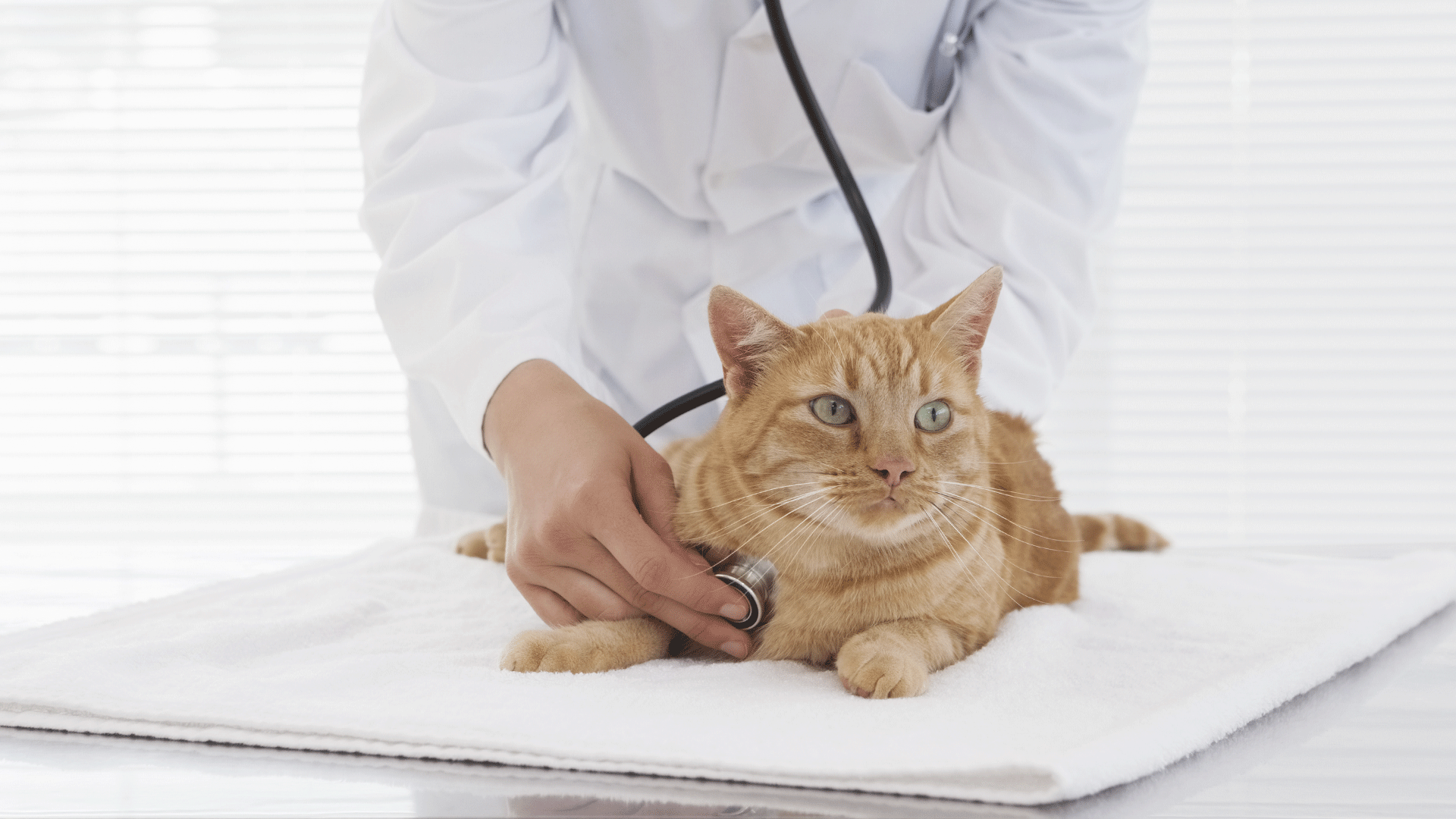 Saiba como prevenir a panleucopenia felina, que mata 8 em cada 10 gatos contaminados