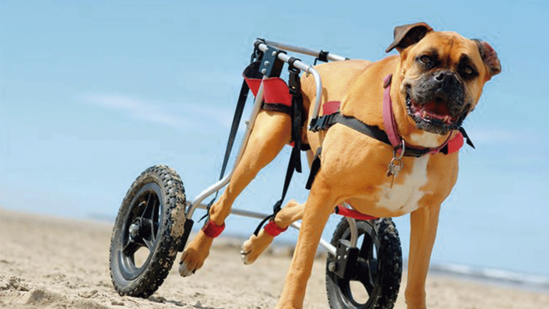 Saiba quais são os principais cuidados extras com cães paraplégicos
