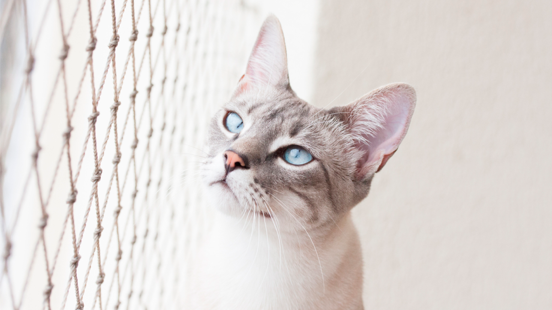 “A importância da rede de proteção para gatos”