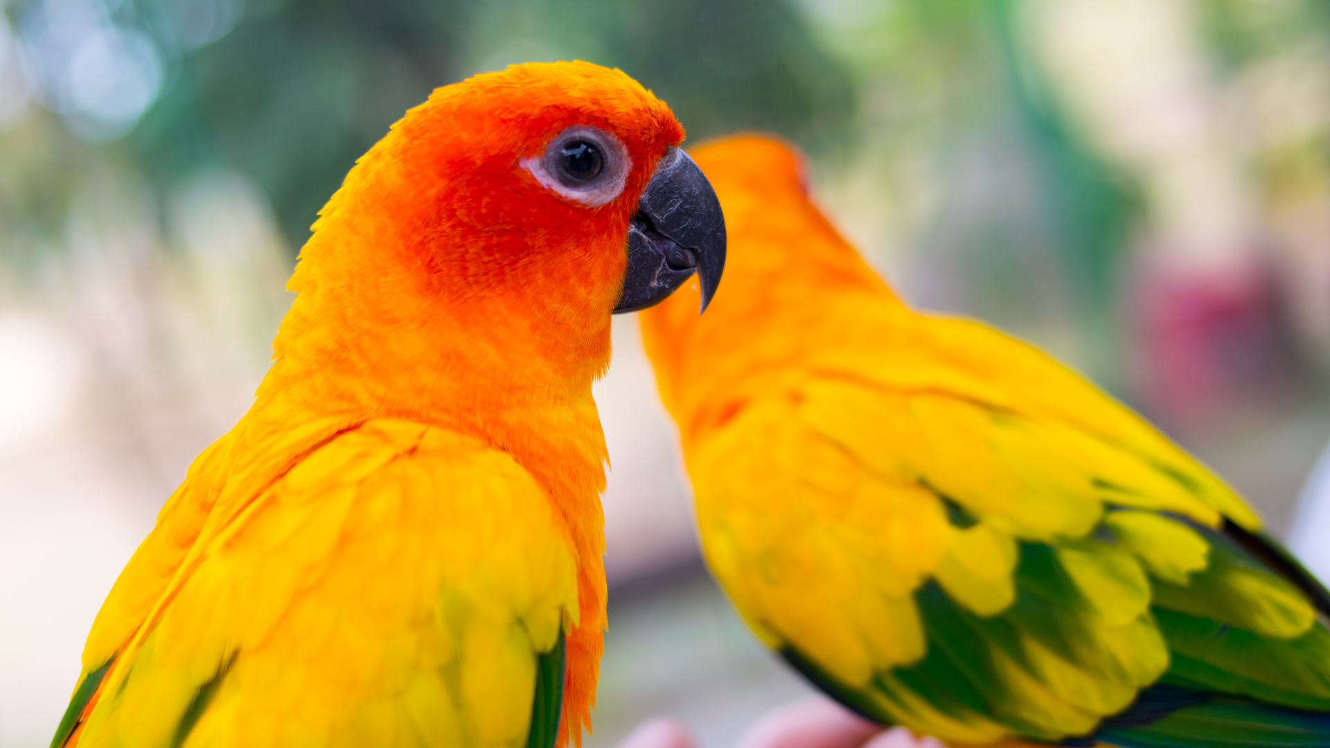 Mudança de cor nas penas pode indicar doença nas aves