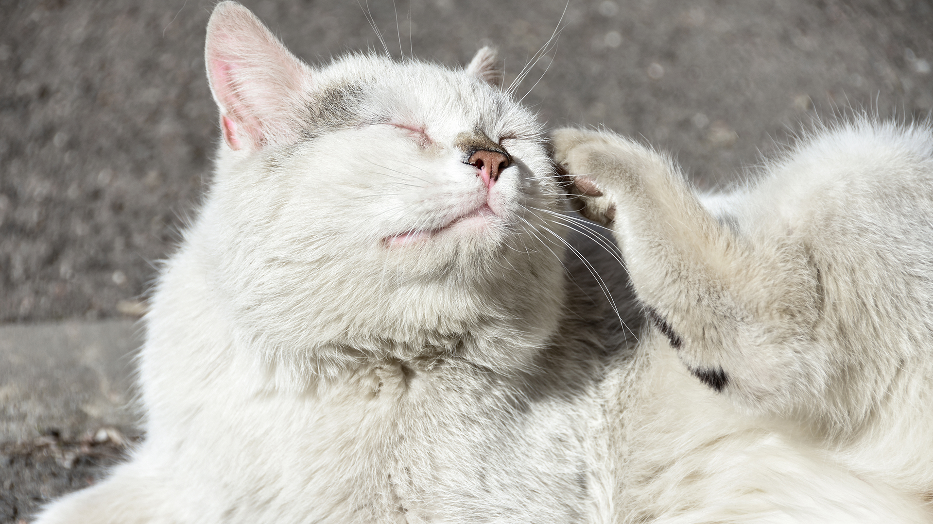 Gatos também têm alergias! Saiba como tratá-las