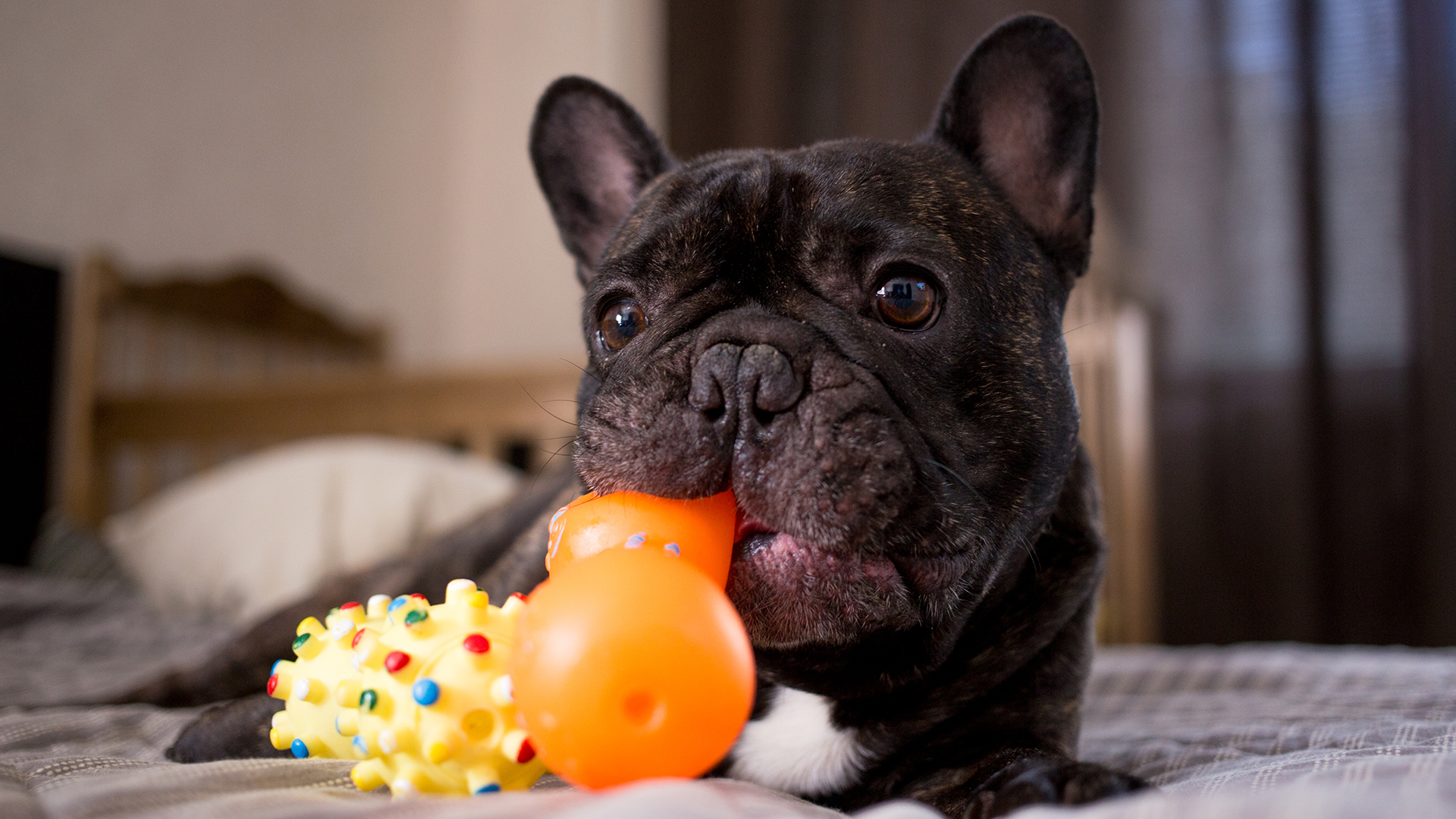 Brinquedo é coisa séria: escolha os que estimulam e divertem seu cãozinho