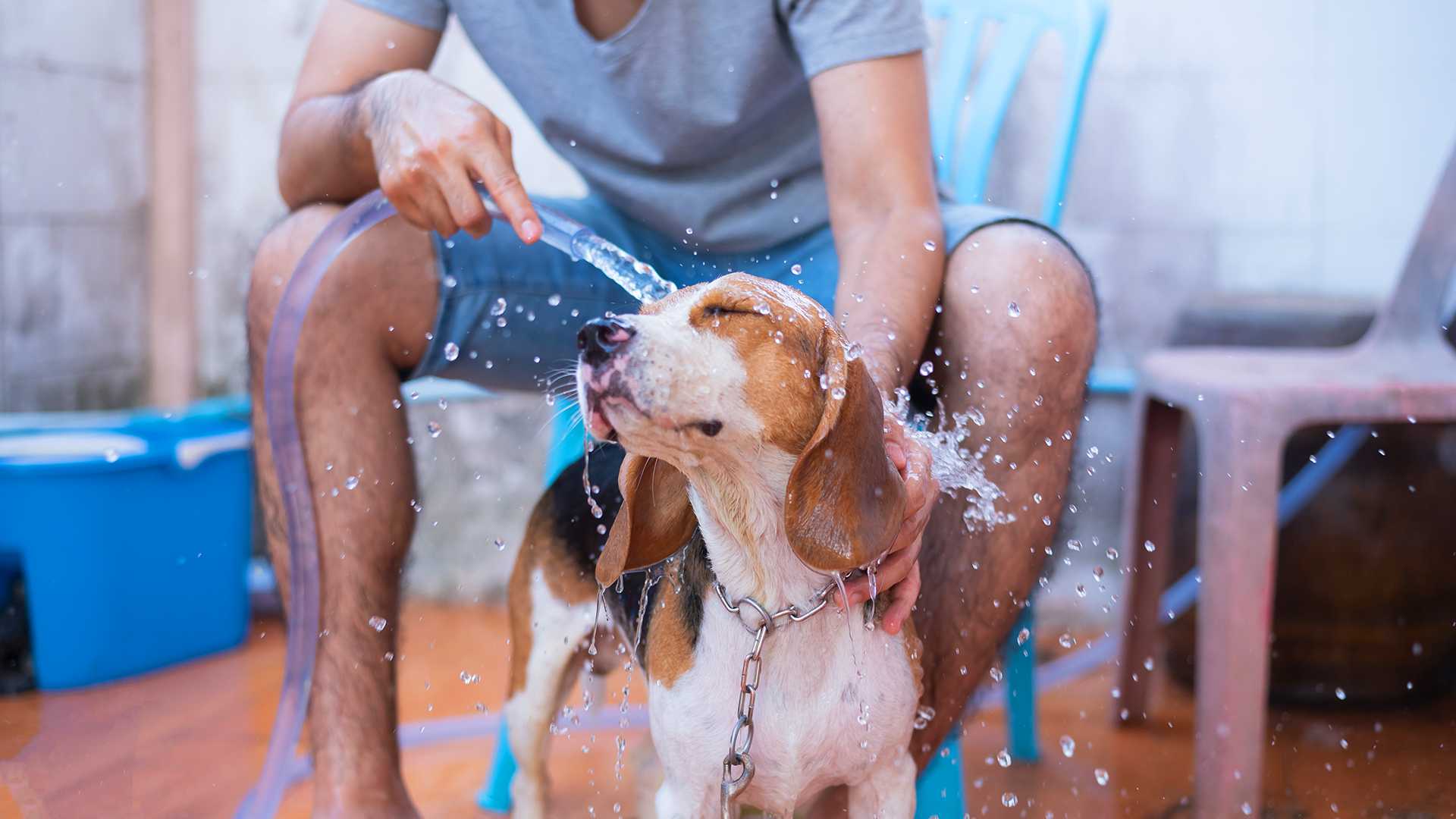 Como cuidar do seu pet na estação mais quente do ano