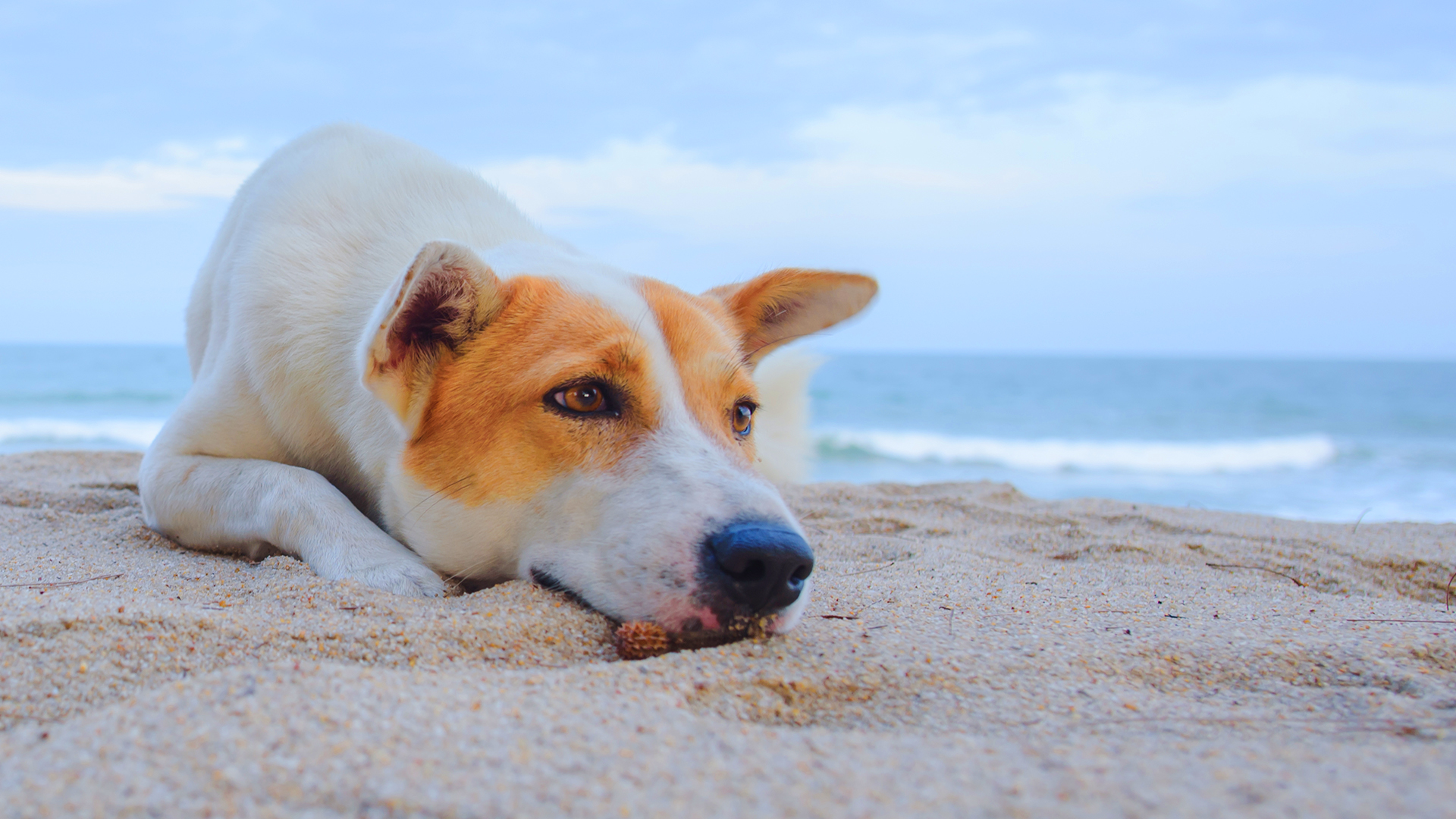 Saiba como proteger seu cachorro das principais doenças do verão