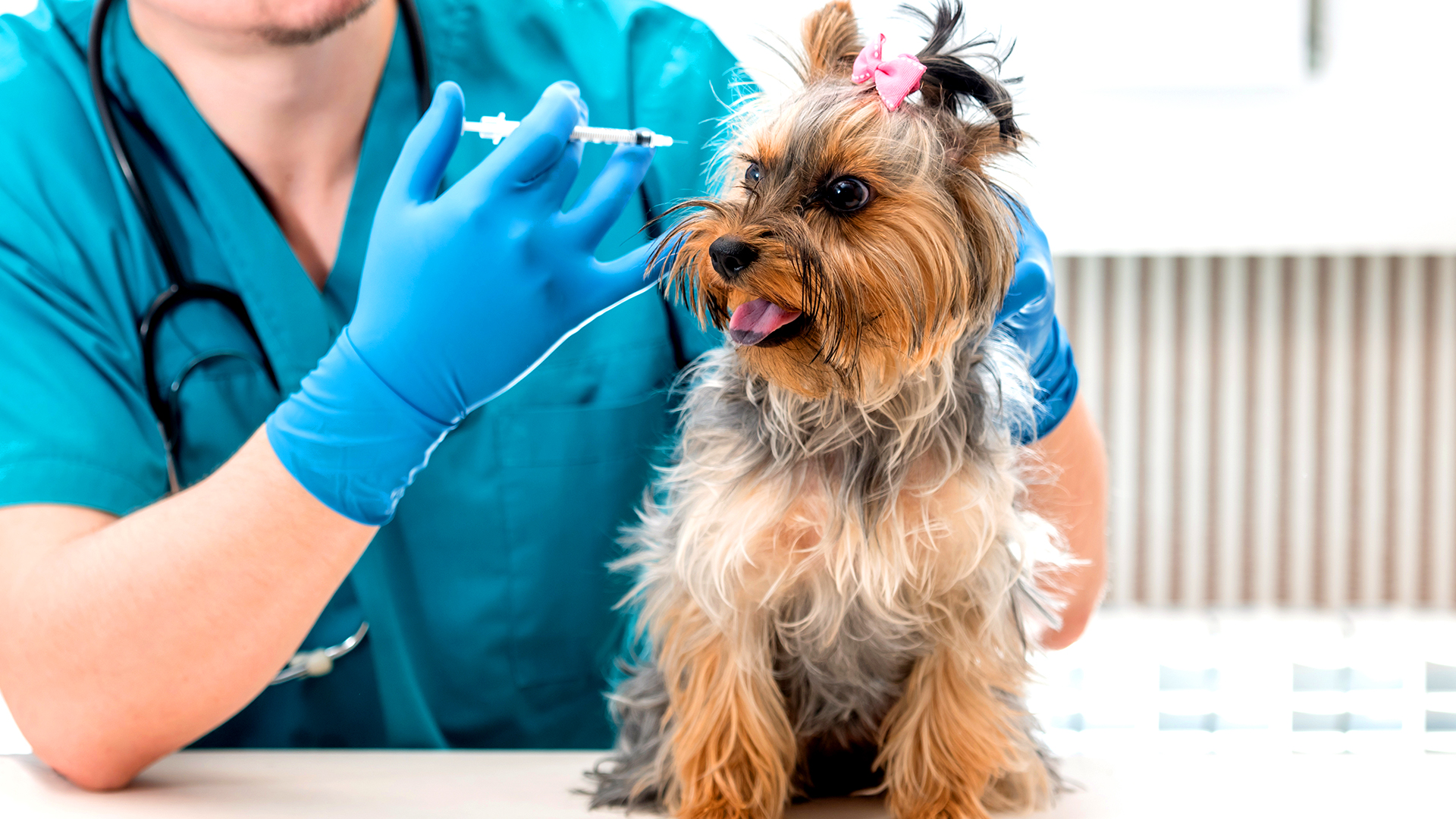 Saiba quais são as vacinas obrigatórias para cães e gatos