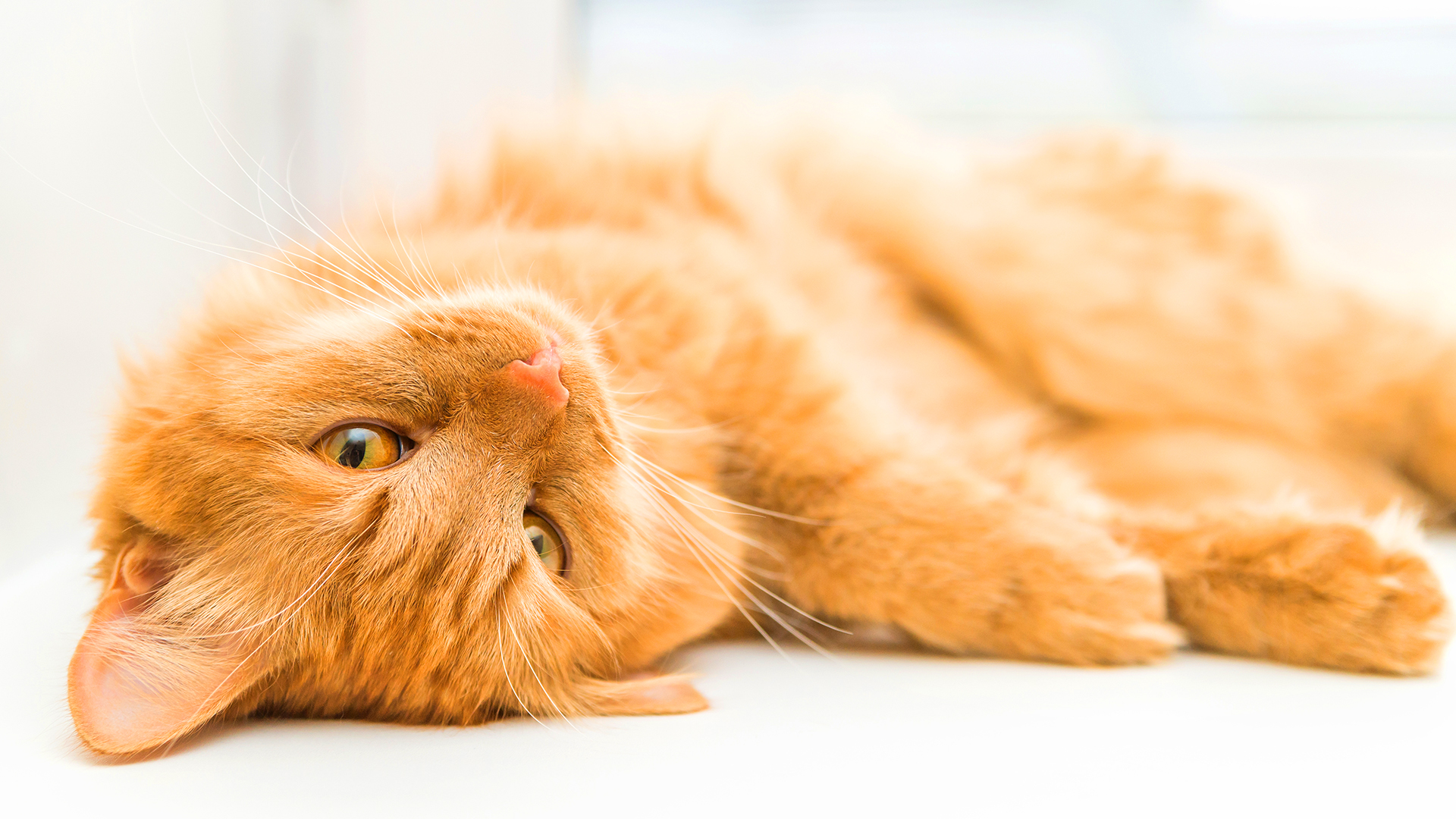 Vários fatores pode causar insuficiência renal em gatos