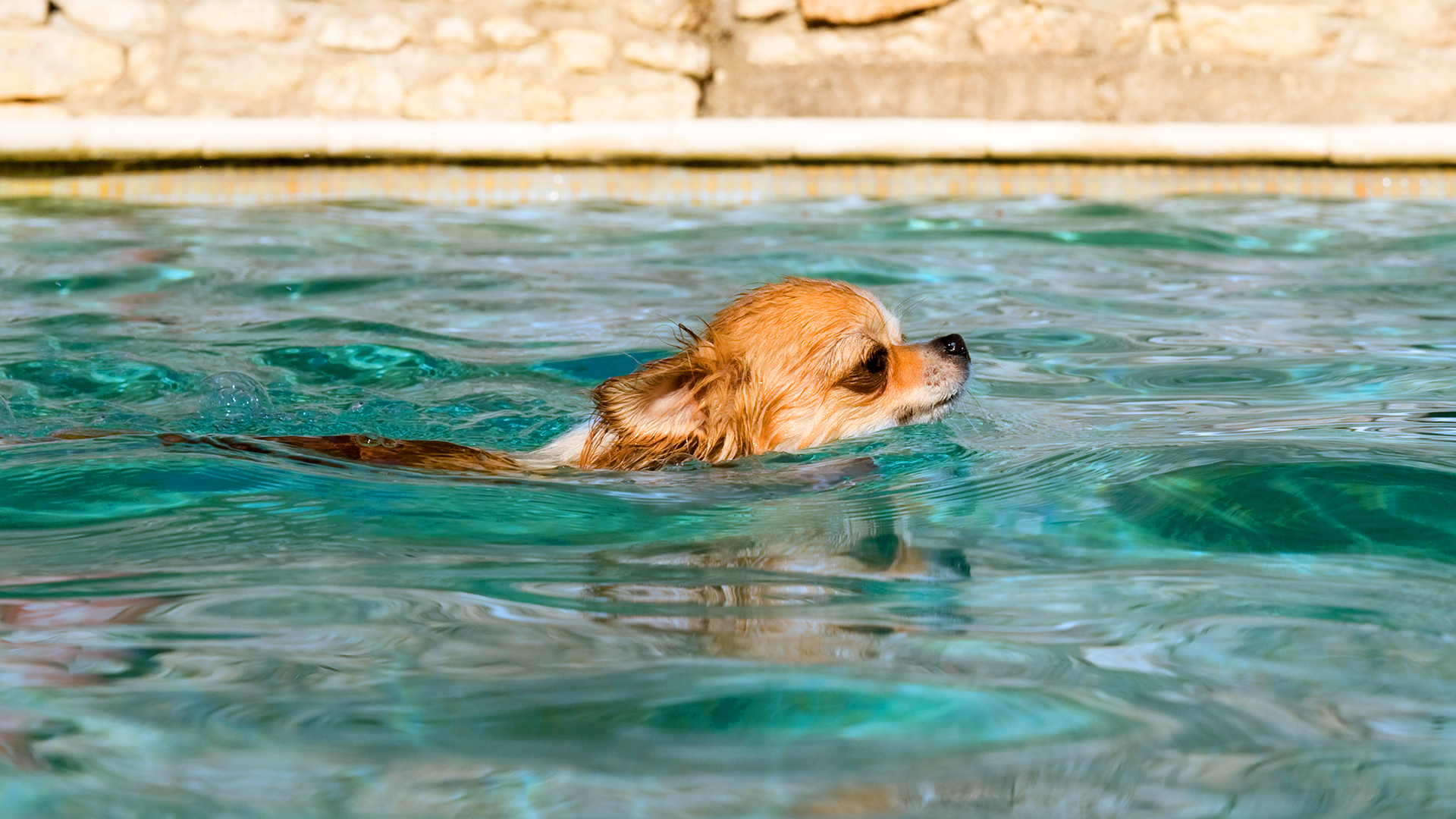 Hidroterapia traz muitos benefícios no tratamento e condicionamento dos cães
