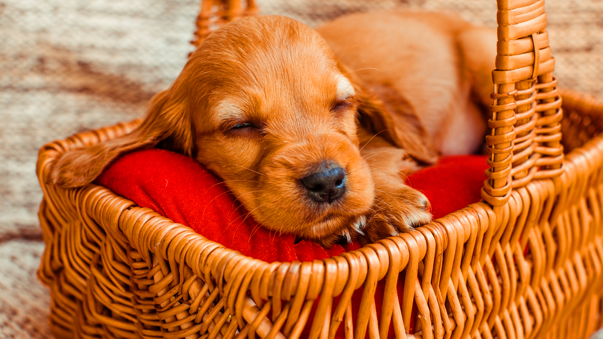 As posições que os cães dormem significam alguma coisa?