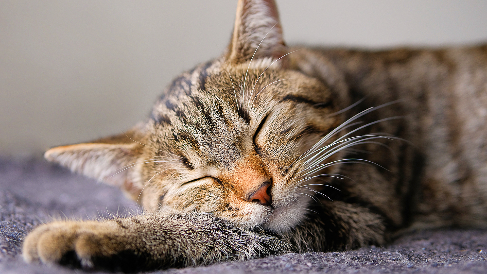 Artrose em gatos é mais comum do que você imagina; conheça sintomas e tramento