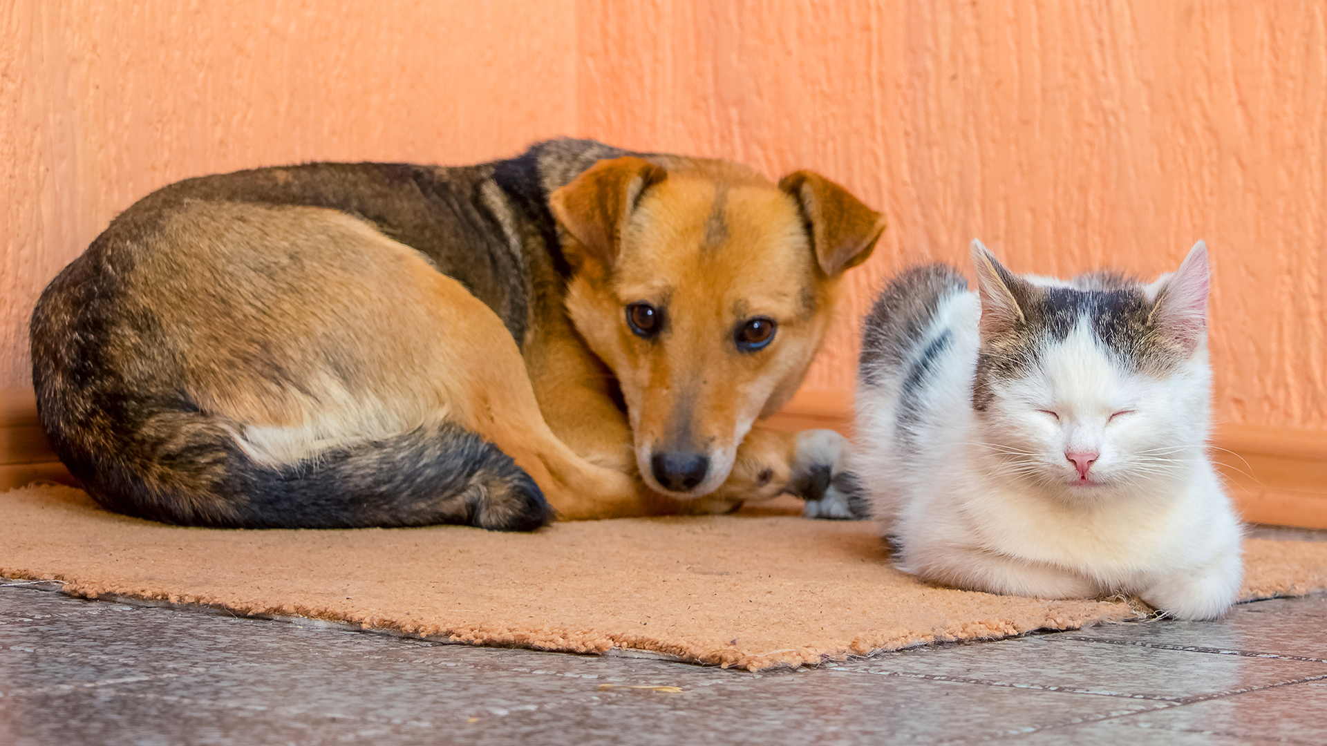 Como identificar e tratar surdez em cães e gatos