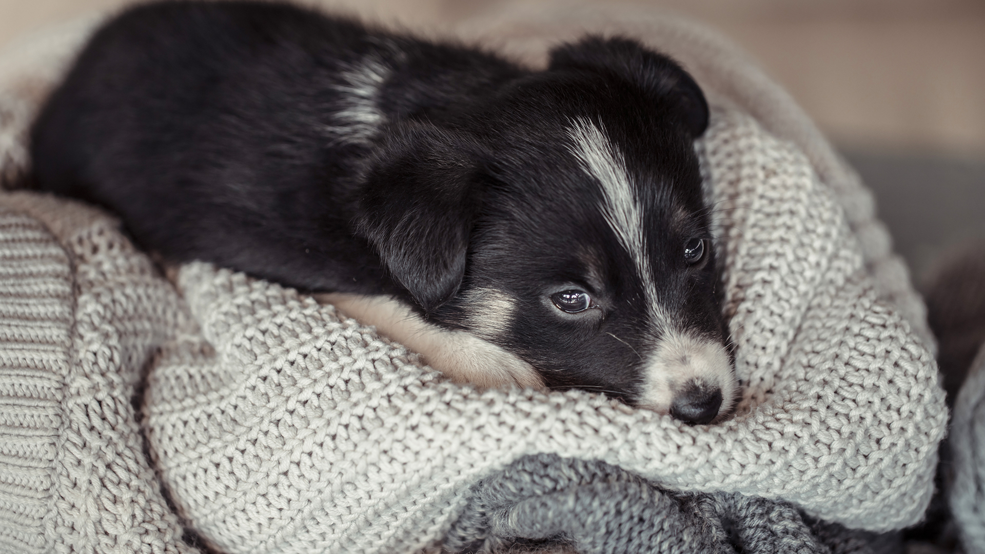 Fosfatase alcalina alta: o alarme do cão
