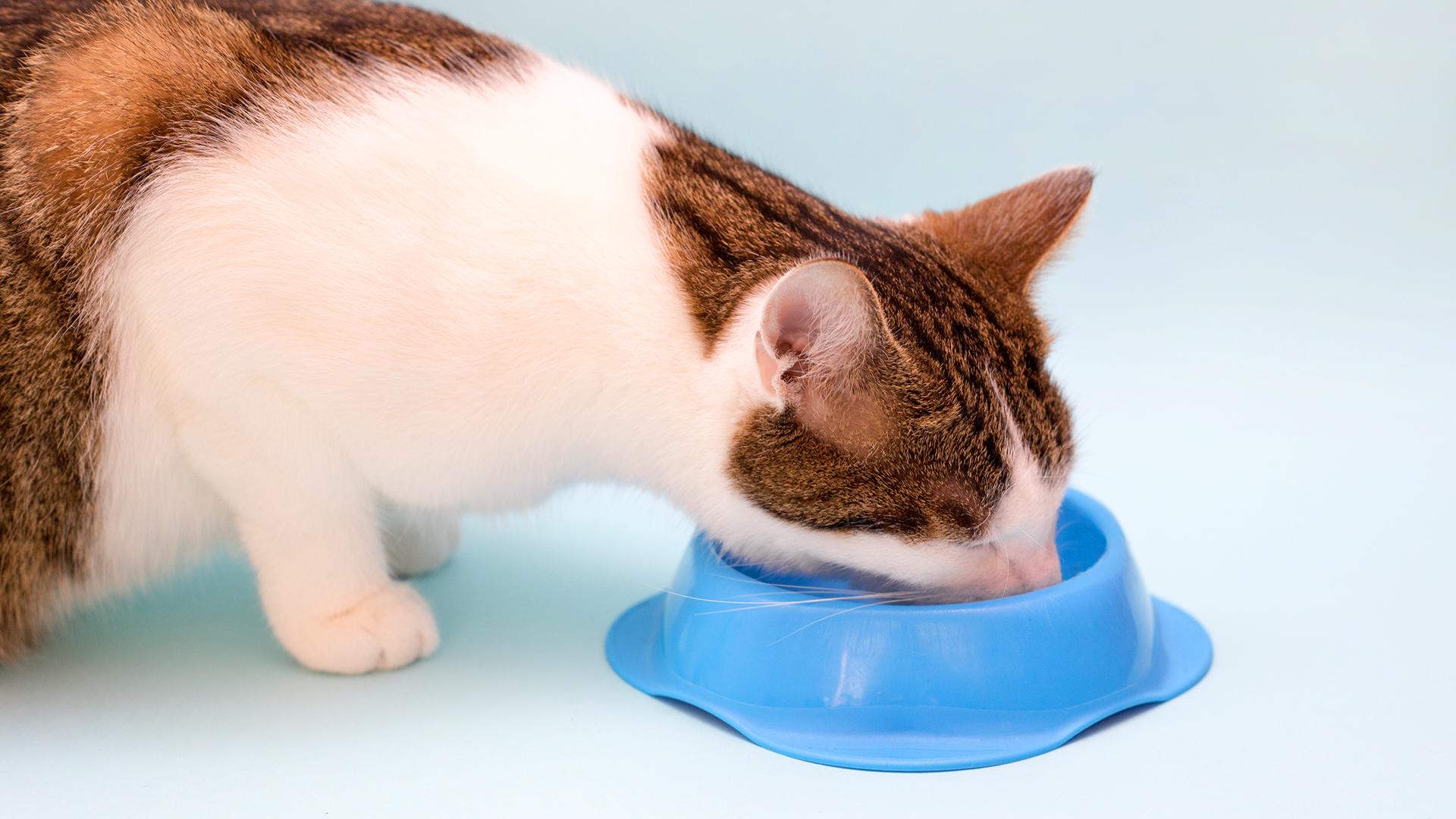 Será que os pets podem sofrer de “monotonia alimentar”?