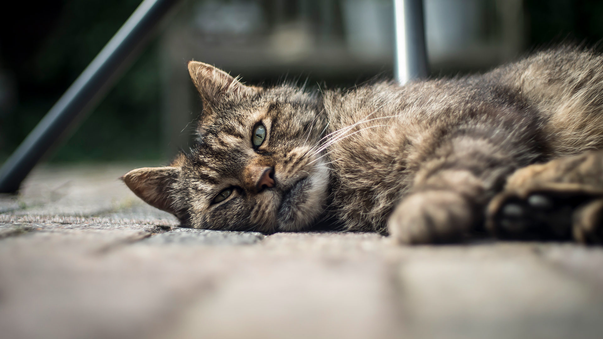 Já ouviu falar em esporotricose em gatos? Saiba mais sobre essa doença