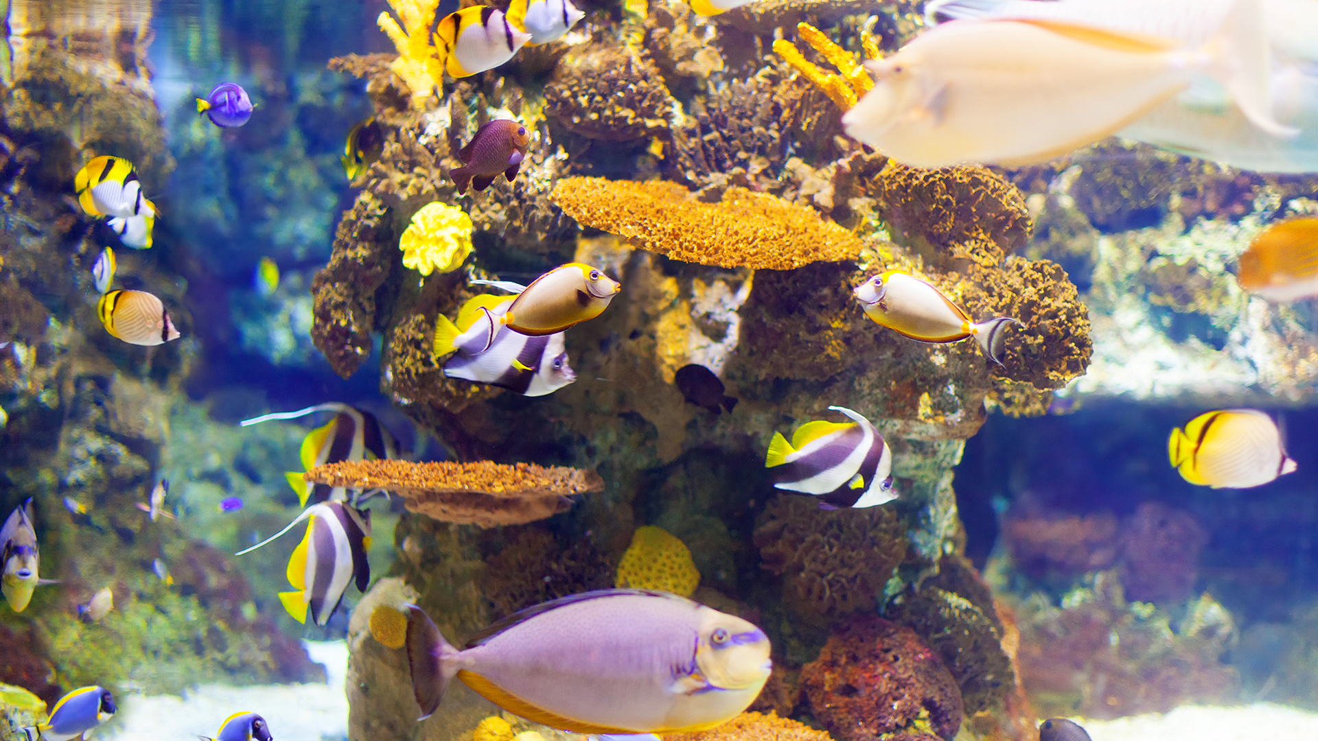 Tipos de aquário: descubra qual é melhor para você