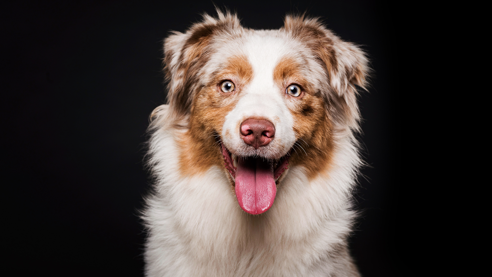 Cães superpoderosos: como os sentidos caninos os ajudam a entender os humanos