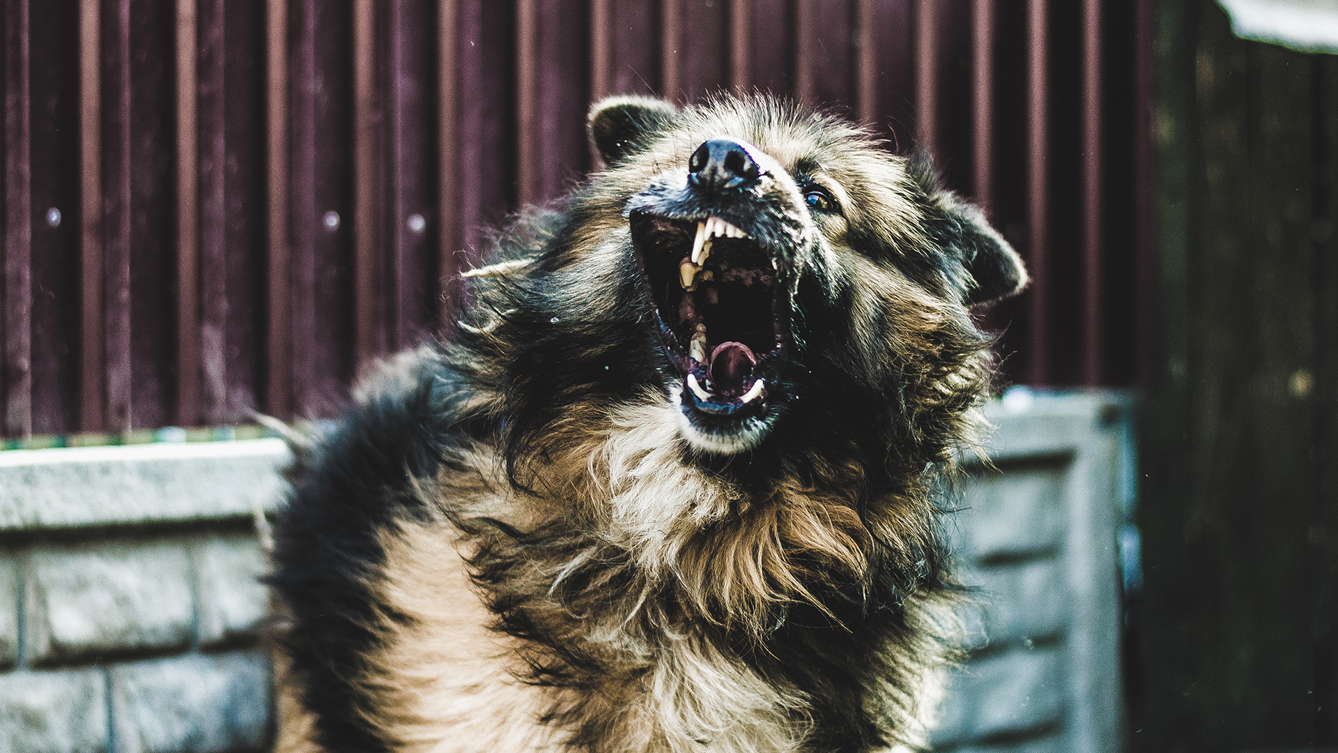 Como lidar com cães agressivos?