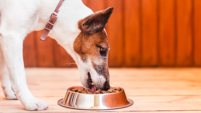 Quantos nutrientes seu cão ou gato precisa para ter uma vida saudável?