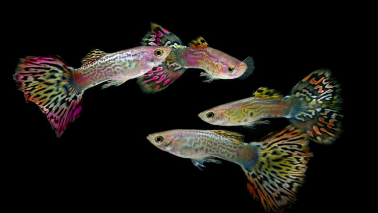 Guppys são os peixes ideais para um aquário colorido