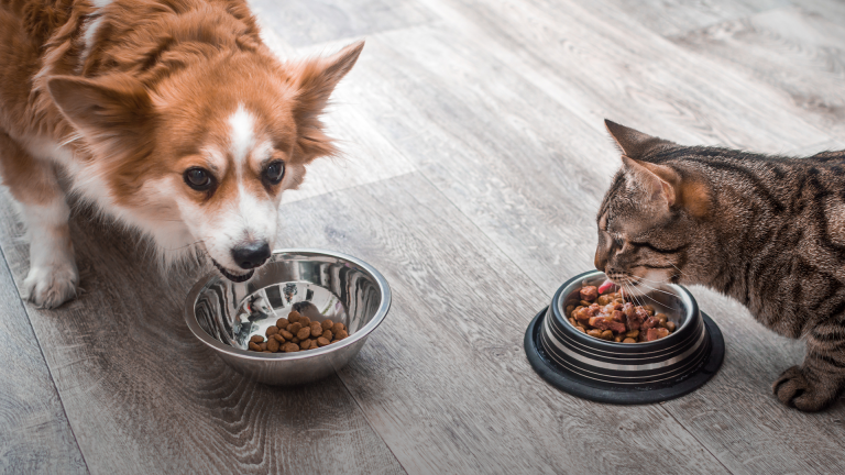 Qual a diferença entre ração de gatos e cachorros, eles podem comer de outra espécie