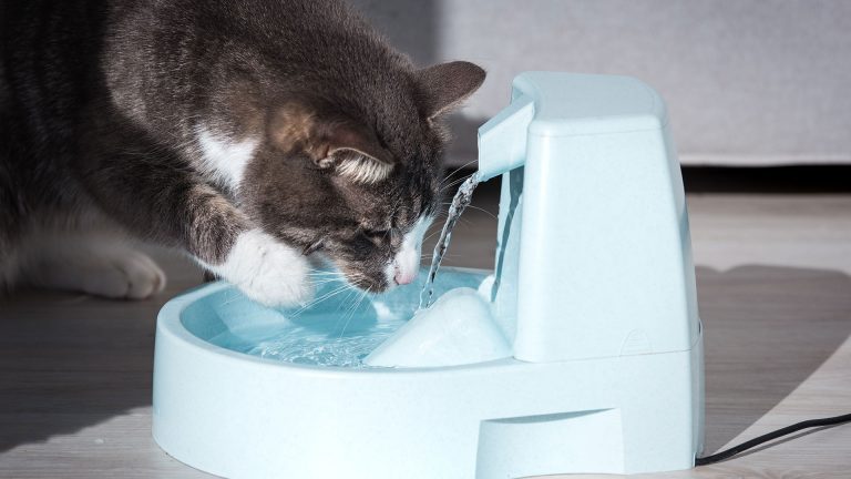 Como refrescar gatos em dias quentes