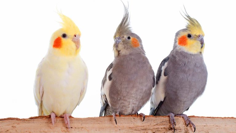 Principais espécies de aves que podem ser criadas em casa
