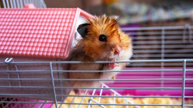 Você sabe cuidar bem da saúde do seu hamster?