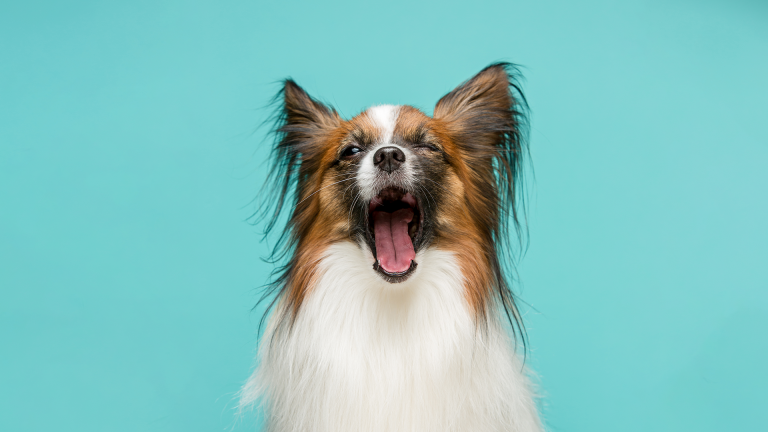 Por que existem barulhos que os cães não gostam?