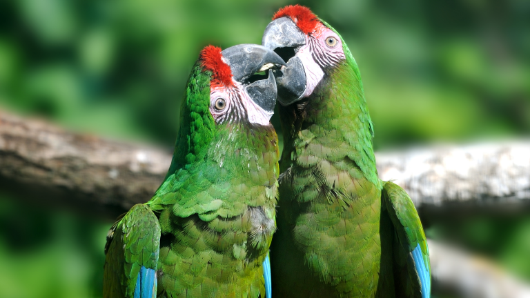 Viveiro de papagaios: cuidados e preocupações
