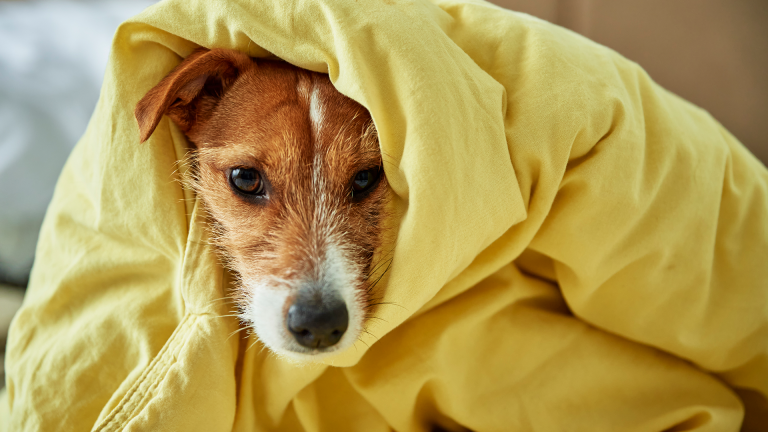 Você sabe o que é dermatite canina?