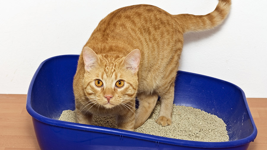 Caixa e areia: como escolher o banheiro ideal para o seu gato