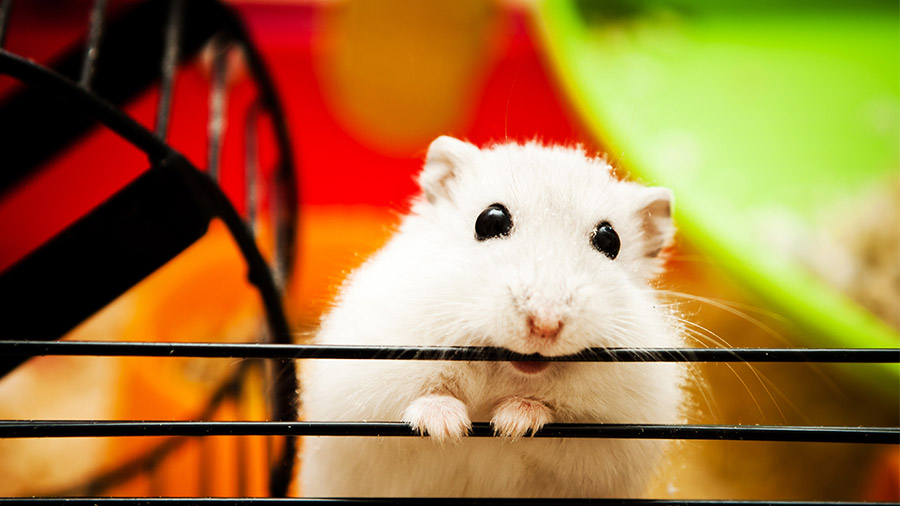 Domando a ferinha: como amenizar a agressividade dos hamsters