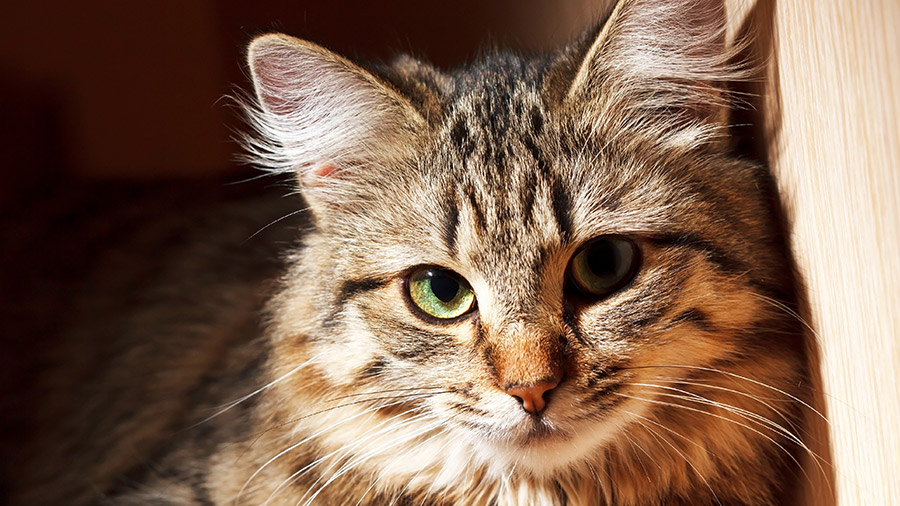 É verdade que os gatos usam os bigodes para se orientar?