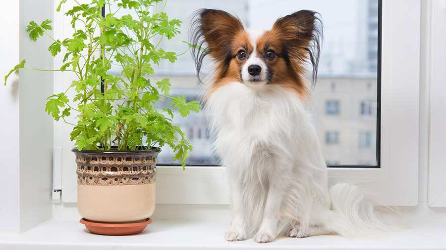 Alerta verde: conheça as plantas tóxicas para os cães