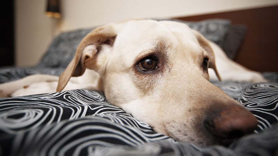 Estresse em cães: como evitar