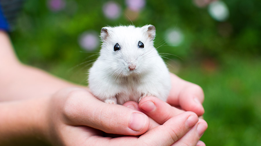 Pequenos mestres: hamsters são fonte de aprendizado para as crianças