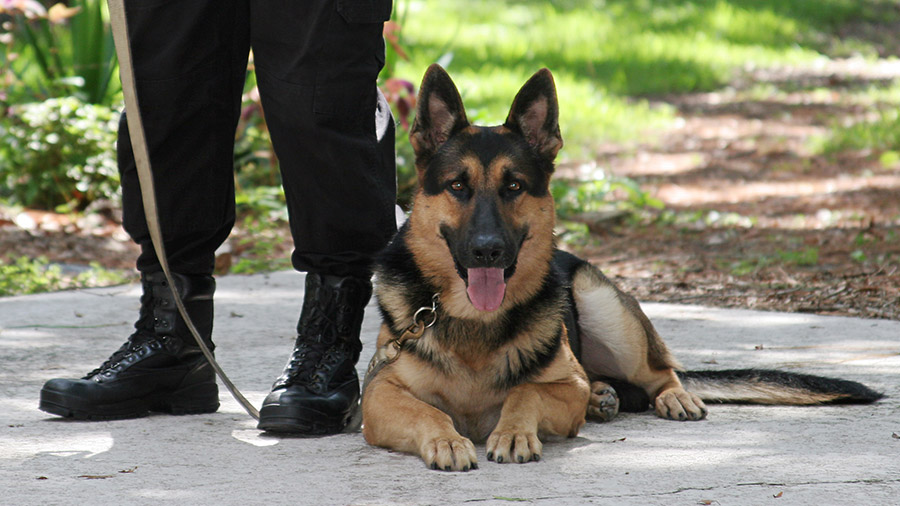 Herói canino: conheça a trajetória de um cão-policial