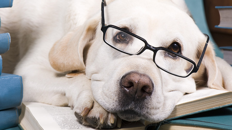 Educação Assistida por Animais: o cão como recurso pedagógico