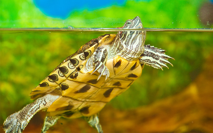 Aquaterrário: como montar o habitat ideal para tartarugas