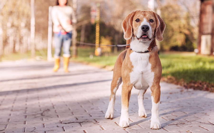 Guia do passeio: o que fazer quando seu cão “causa” na rua?