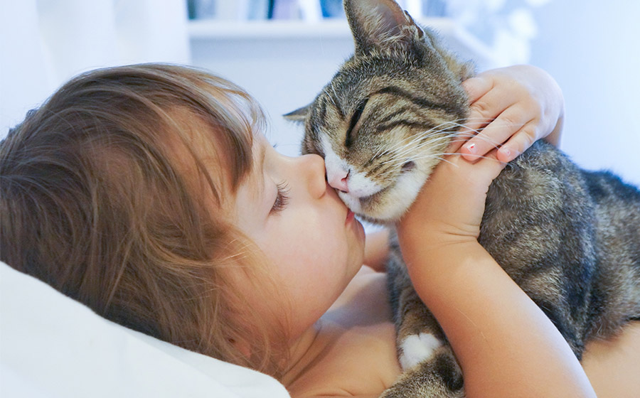 Gatos e o luto: eles podem captar e confortar a dor humana