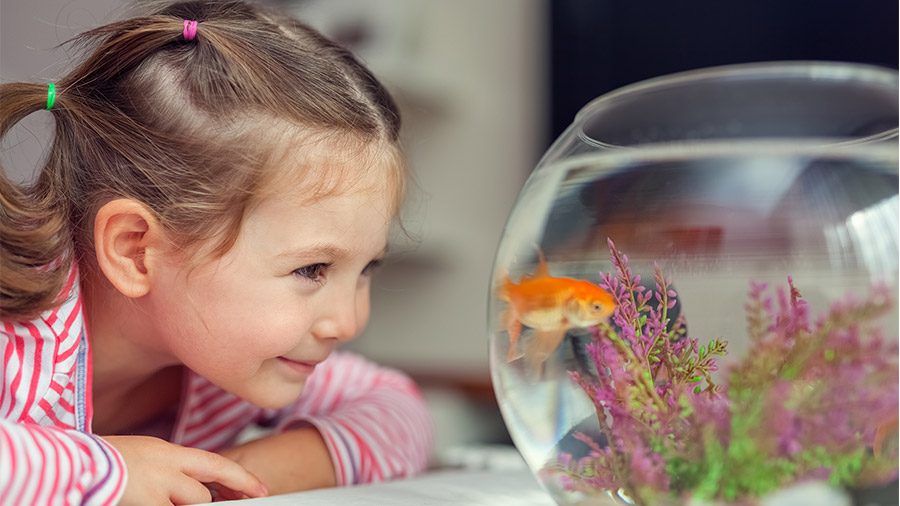 O que as crianças aprendem observando a vida dos peixes?